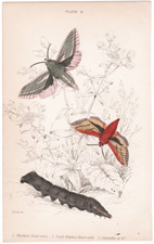 Plate 11 
Elephant Hawk
Small Elephant Hawk moth
Caterpillar of "